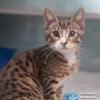 Apple -  Domestic Short Hair Cat for Adoption in Ridgefield, Connecticut - Apple | PetCurious