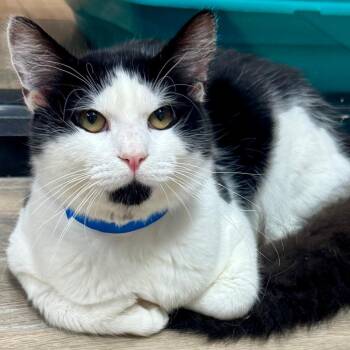 Domestic Medium Hair and Extra Toes Cat Hemingway Polydactyl Cats Available for Adoption in Lakeland, Florida - Chiller | PetCurious