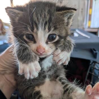 Laffy Taffy -  Domestic Short Hair Cat for Adoption in Lynchburg, Virginia - Laffy Taffy | PetCurious