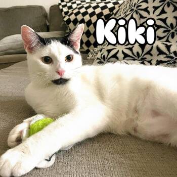 Domestic Short Hair Cats Available for Adoption in Los Angeles, California - Kiki | PetCurious