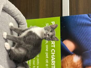 Rescue Domestic Short Hair Cats for Adoption in Spring, Texas - Nova - Kuykendahl Petsmart | PetCurious