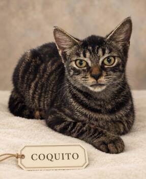 coquito -  Tabby Cat for Adoption in Miami, Florida - Coquito | PetCurious