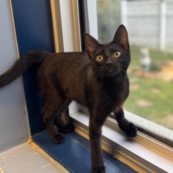 American Shorthair Cats Available for Adoption in Galveston, Texas - Jamie Lee Curtis | PetCurious