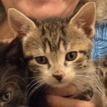 Mr. White -  Domestic Short Hair Cat for Adoption in Danbury, Connecticut - Mr. White | PetCurious