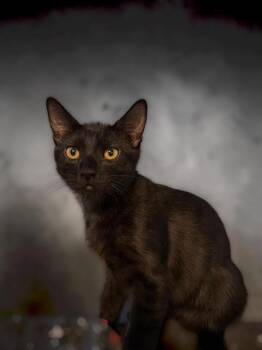 Maxim Kot -  Domestic Short Hair Cat for Adoption in Chandler, Arizona - Maxim Kot | PetCurious