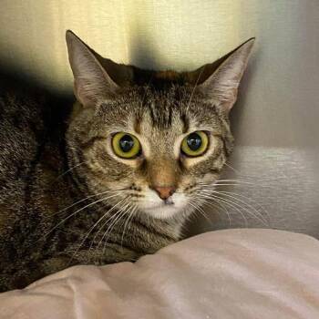 Domestic Short Hair Cats Available for Adoption in Huntsville, Arkansas - Nova | PetCurious