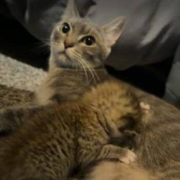 Preggy -  Domestic Short Hair Cat for Adoption in Corpus Christi, Texas - Preggy | PetCurious