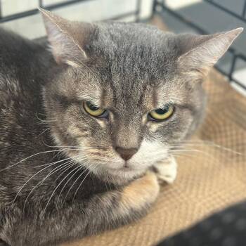 Millie -  Domestic Short Hair Cat for Adoption in Port Washington, New York - Millie | PetCurious