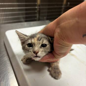 Salsa -  Domestic Short Hair Cat for Adoption in Ottawa, Kansas - Salsa | PetCurious