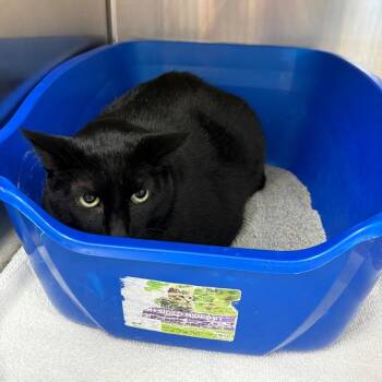 Midnight Shadow -  Domestic Short Hair Cat for Adoption in Lake Panasoffkee, Florida - Midnight Shadow | PetCurious