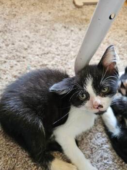 Morningstar -  Domestic Short Hair Cat for Adoption in Kennewick, Washington - Morningstar | PetCurious