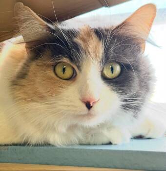Dinkers -  Calico Cat for Adoption in Phoenix, Arizona - Dinkers | PetCurious