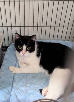 Rescue Tuxedo Cats for Adoption in Ocala, Florida - Sara | PetCurious