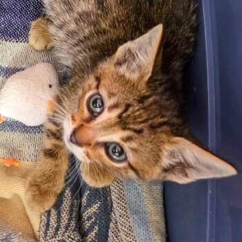 Water -  Domestic Short Hair Cat for Adoption in San Diego, California - Water | PetCurious