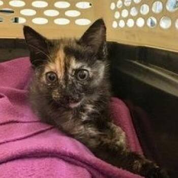 Izzy -  Domestic Short Hair Cat for Adoption in Charleston, South Carolina - Izzy | PetCurious