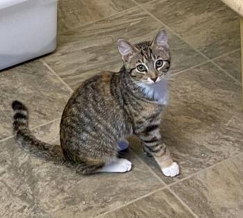 Tina -  Domestic Short Hair and Torbie Cat for Adoption in Fargo, North Dakota - Tina | PetCurious