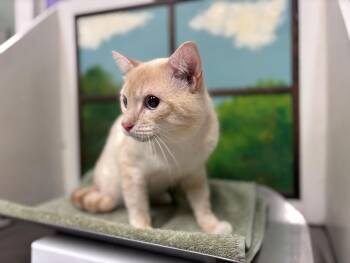CHEESE CAKE -  Domestic Short Hair Cat for Adoption in Houston, Texas - CHEESE CAKE | PetCurious