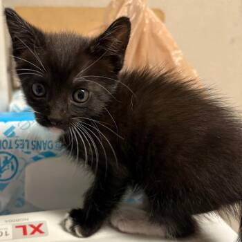 Kylie -  Domestic Short Hair Cat for Adoption in Yuma, Arizona - Kylie | PetCurious