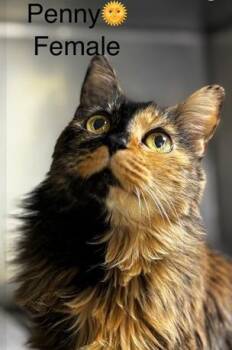 Domestic Medium Hair Cats Available for Adoption in Cumberland, Maine - Penny | PetCurious