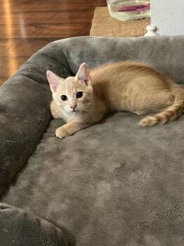 Rescue Domestic Short Hair Cats for Adoption in Vancouver, Washington - Archer | PetCurious