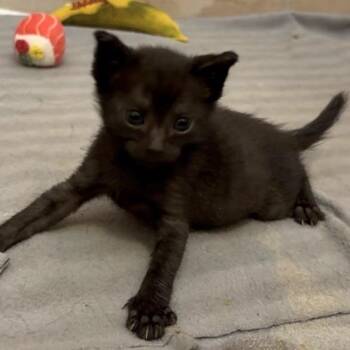 Teeter -  Domestic Short Hair Cat for Adoption in Lutz, Florida - Teeter | PetCurious