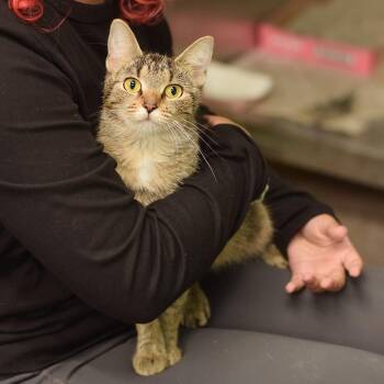 Nutmeg -  Domestic Short Hair Cat for Adoption in Belleville, Illinois - Nutmeg | PetCurious