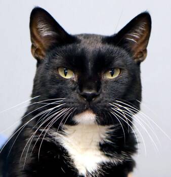 Gene (AO37581) -  Tuxedo Cat for Adoption in Kansas City, Kansas - Gene (AO37581) | PetCurious