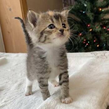 Domestic Short Hair Cats Available for Adoption - Clove C25-074 | PetCurious