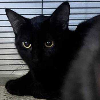 Alexios -  Domestic Short Hair Cat for Adoption in Lenexa, Kansas - Alexios | PetCurious