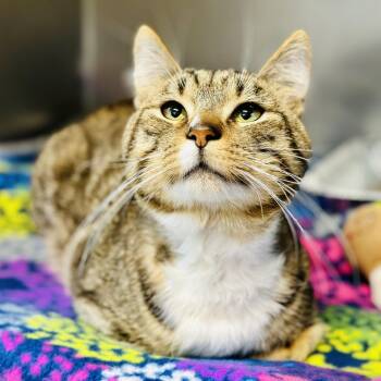 Rescue Domestic Short Hair Cats for Adoption in Jackson Township, New Jersey - Bacchus | PetCurious