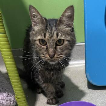 Grandma -  Domestic Long Hair Cat for Adoption in Oyster Bay, New York - Grandma | PetCurious