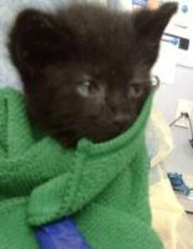 Domestic Medium Hair Cats Available for Adoption in Dallas, Texas - JEDI | PetCurious