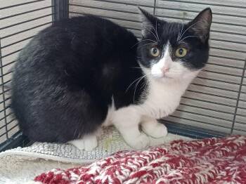 Gloria -  Domestic Short Hair Cat for Adoption in Breinigsville, Pennsylvania - Gloria | PetCurious