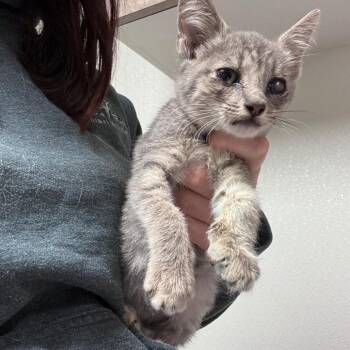 Billie -  Domestic Short Hair Cat for Adoption in Ottawa, Kansas - Billie | PetCurious