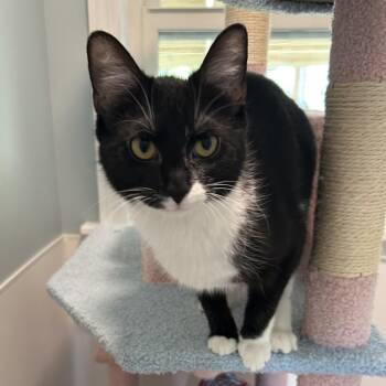 Caterpillar -  Domestic Short Hair Cat for Adoption in Muncie, Indiana - Caterpillar | PetCurious