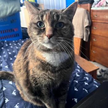 Monkey -  Domestic Short Hair Cat for Adoption in Puslinch, Ontario - Monkey | PetCurious