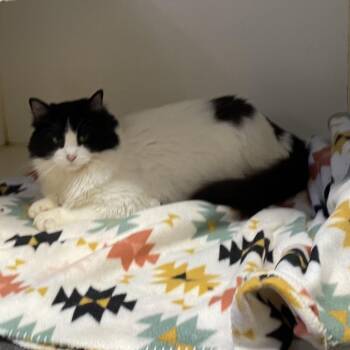 Domestic Long Hair Cats Available for Adoption in Union, Missouri - Rico | PetCurious