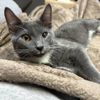 Bear -  Domestic Medium Hair Cat for Adoption in St. Louis, Missouri - Bear | PetCurious