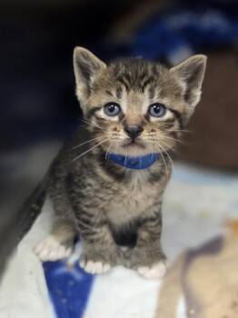 Benedict Thumberbatch -  Domestic Short Hair Cat for Adoption in Westland, Michigan - Benedict Thumberbatch | PetCurious