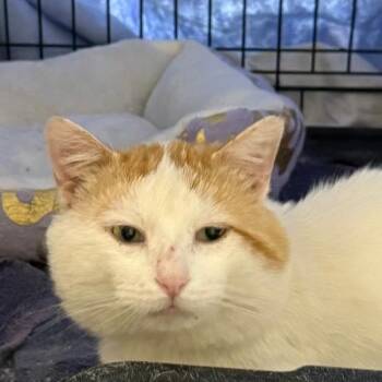 CARL -  Domestic Short Hair Cat for Adoption in Gresham, Wisconsin - CARL | PetCurious