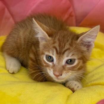 Cole (OT 2) -  Domestic Short Hair Cat for Adoption in Floresville, Texas - Cole (OT 2) | PetCurious