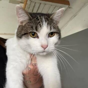 Weasley -  Domestic Short Hair Cat for Adoption in Saint Charles, Missouri - Weasley | PetCurious