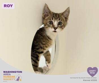 Roy -  Domestic Short Hair Cat for Adoption in Eighty Four, Pennsylvania - Roy | PetCurious
