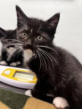 Domestic Short Hair Cats Available for Adoption in Elmwood Park, Wisconsin - Chip | PetCurious