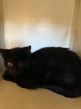Rescue Domestic Short Hair Cats for Adoption in Beatrice, Nebraska - Marlo | PetCurious