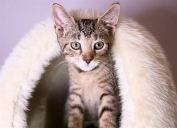 DECOURCY -  Domestic Short Hair Cat for Adoption in Fort Lauderdale, Florida - DECOURCY | PetCurious