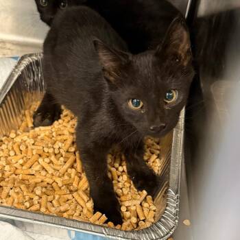 Pretzels -  Domestic Short Hair Cat for Adoption in Greensboro, North Carolina - Pretzels | PetCurious