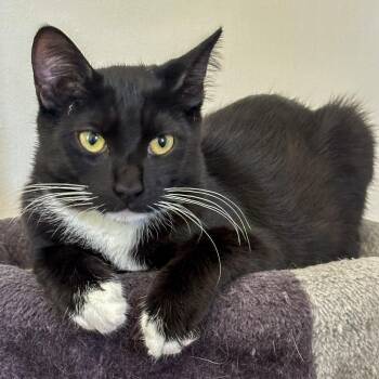 Rescue Domestic Short Hair Cats for Adoption in Vallejo, California - Eddy | PetCurious