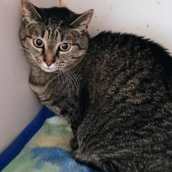 Domestic Short Hair Cats Available for Adoption in Enterprise, Alabama - Mia | PetCurious