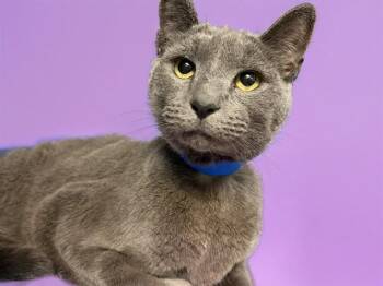 Russian Blue Cats Available for Adoption in Fort Lauderdale, Florida - PETEY | PetCurious